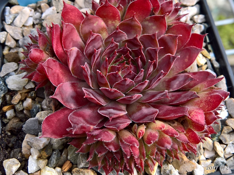 Star Glow