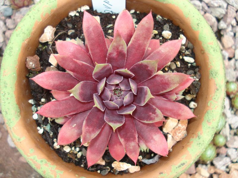 Starburst