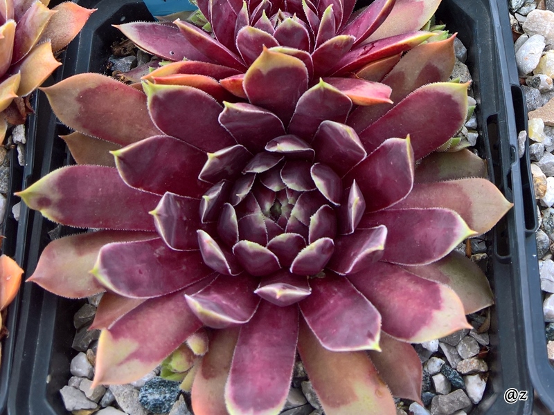 Starburst