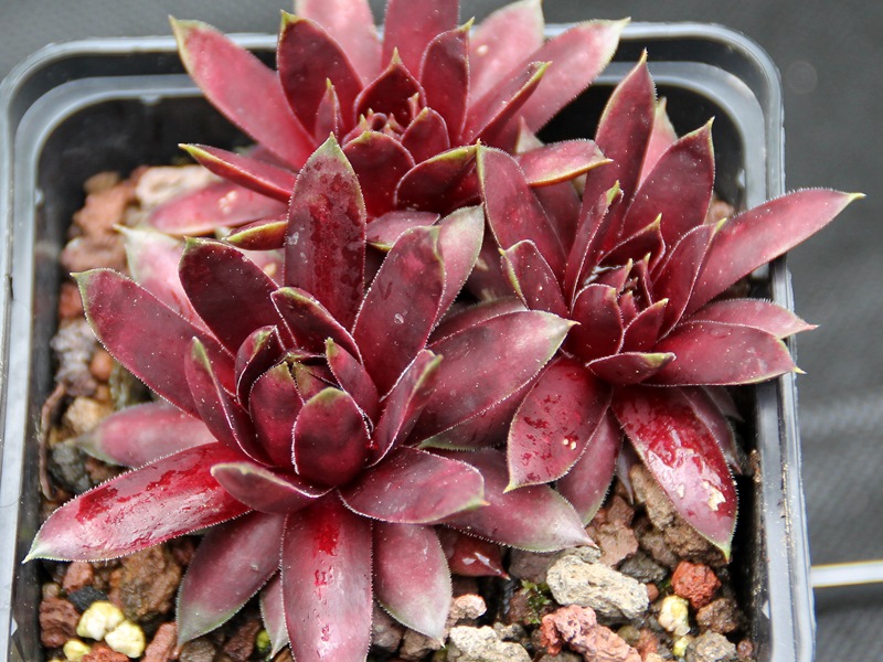 Starburst