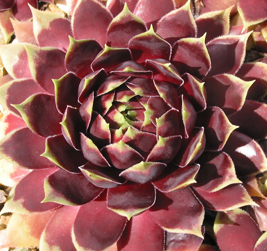 Starburst