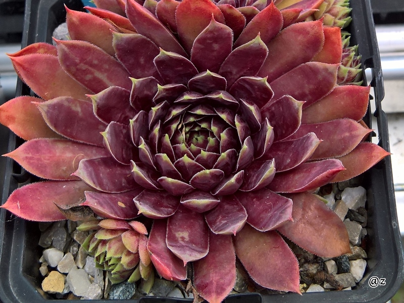 Starburst