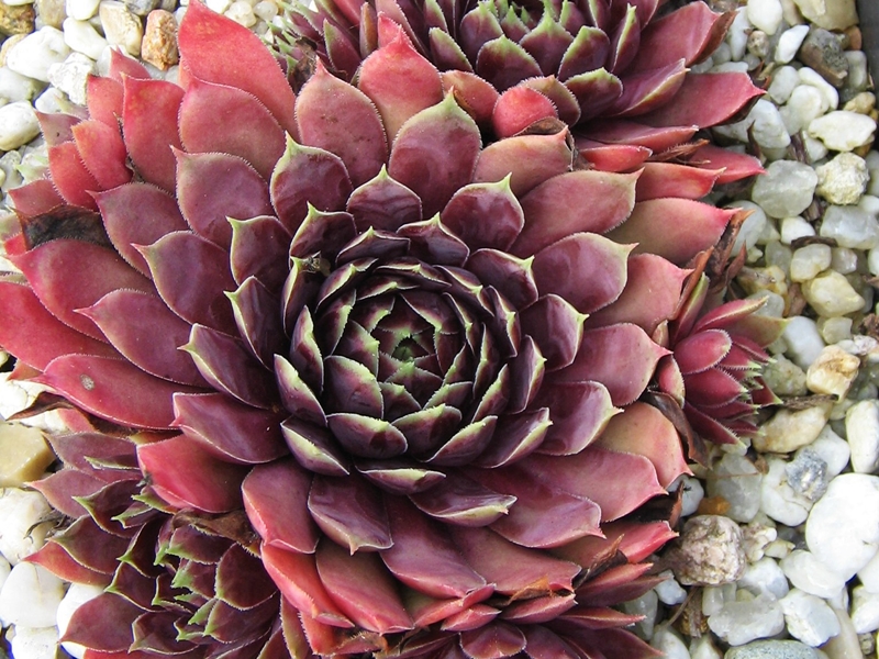 Starburst
