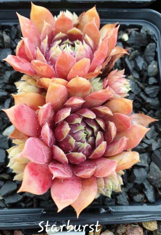 Starburst