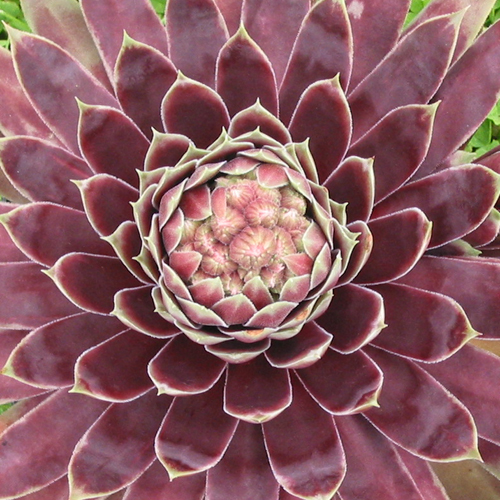 Starburst