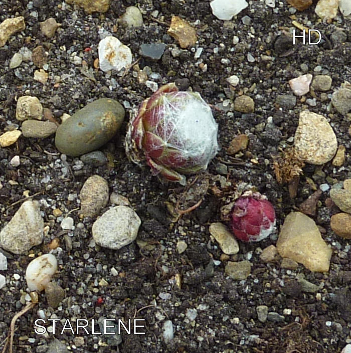 Starlene