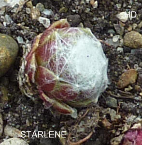 Starlene