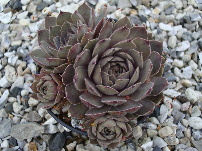 Storm Chaser