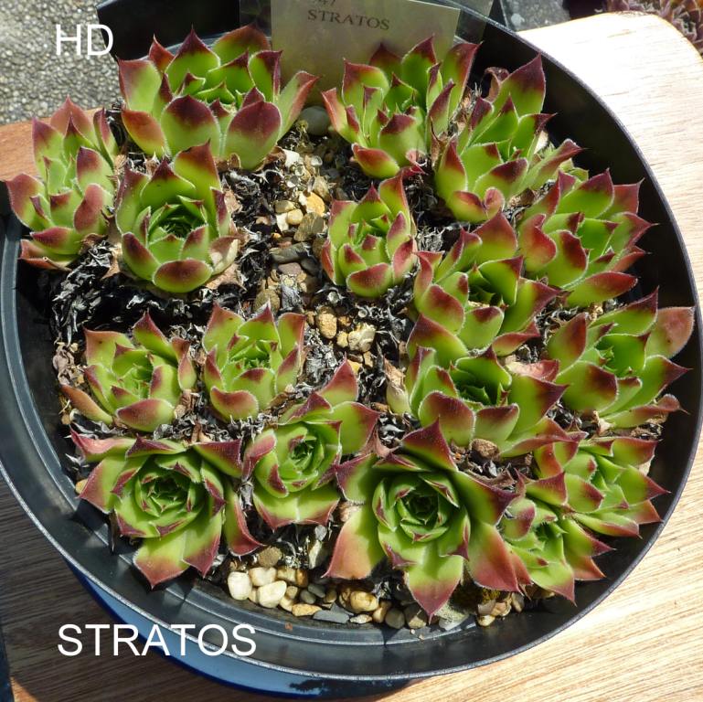 Stratos / Jovi