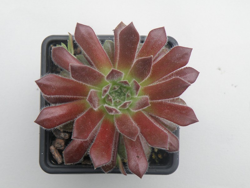 Strawberry Frosting