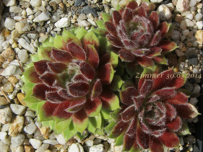 Strawberry Ice