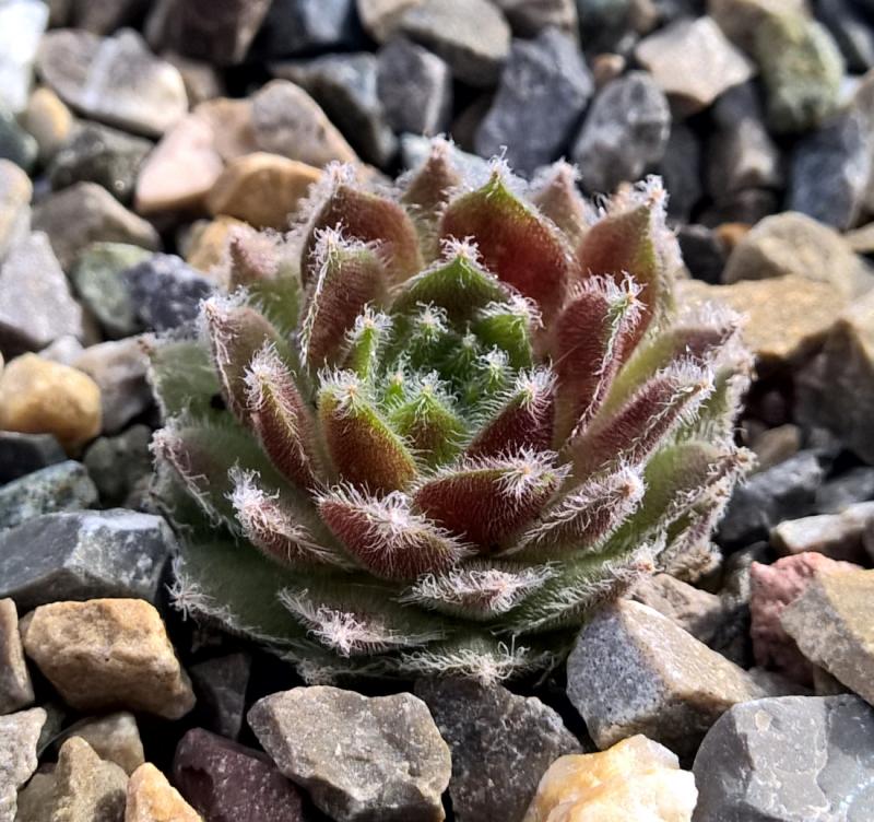 Strawberry Ice