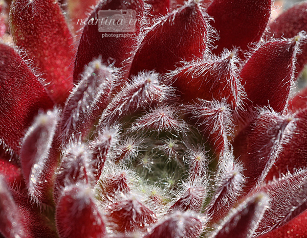 Strawberry Ice