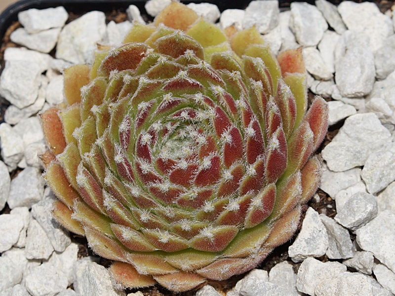 Strawberry Ice