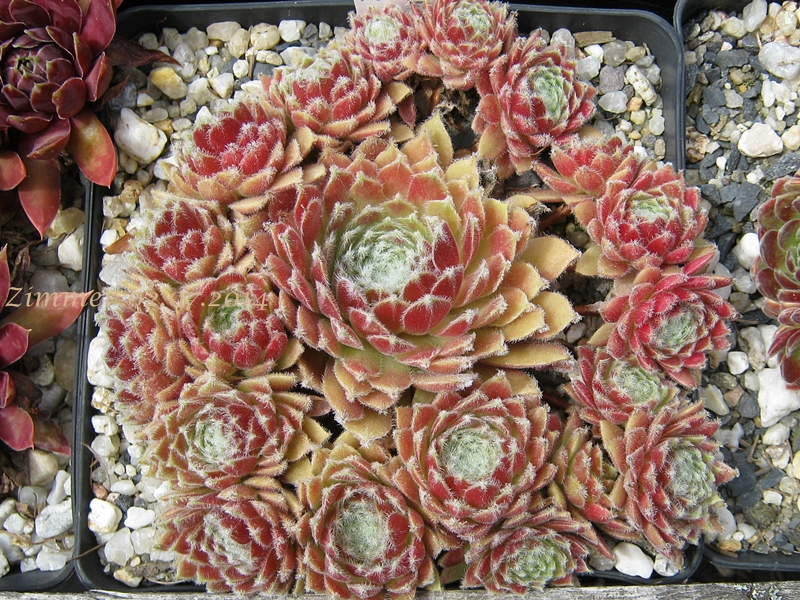 Strawberry Ice