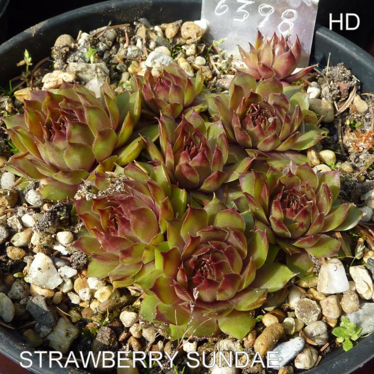 Strawberry Sundae