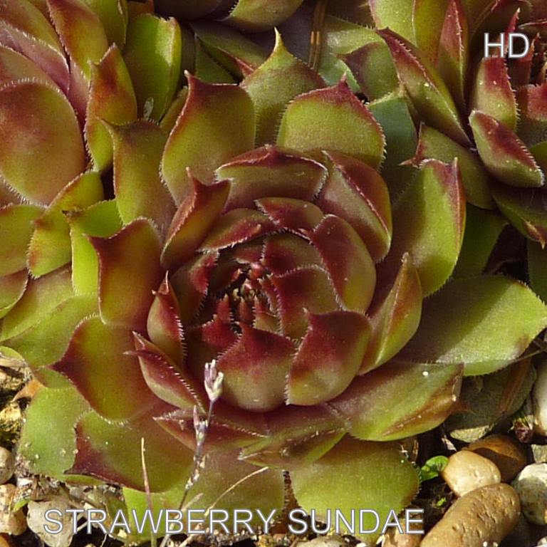 Strawberry Sundae