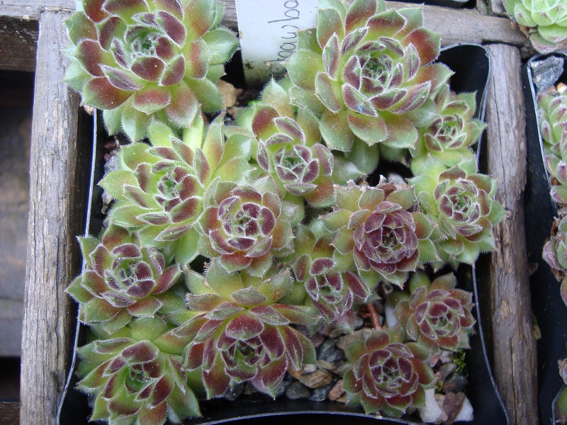 Strawberry Velvet