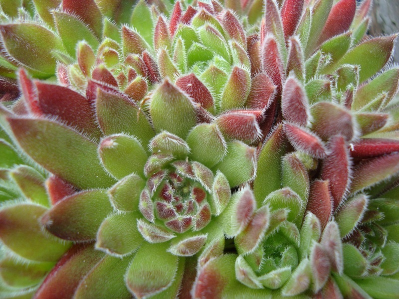 Strawberry Velvet