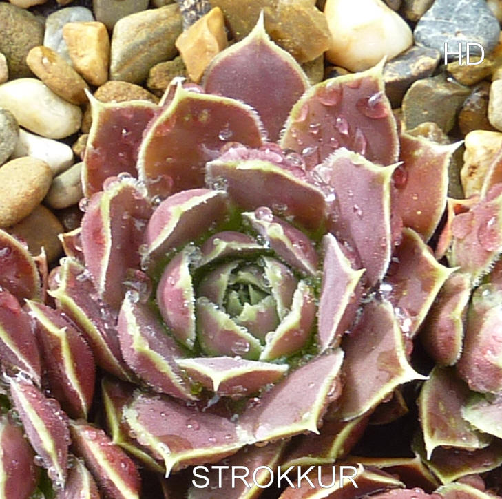 Strokkur / Jovi