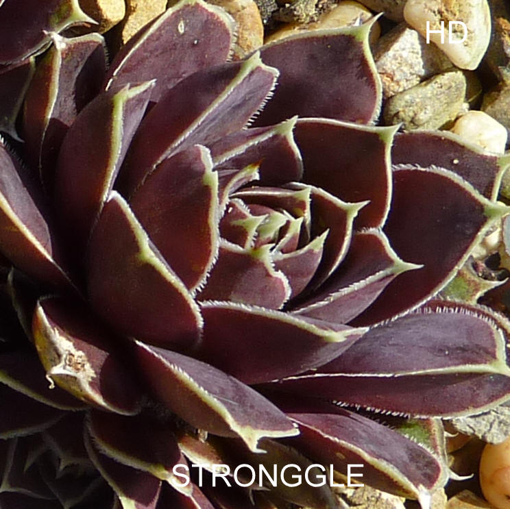 Stronggle / Jovi