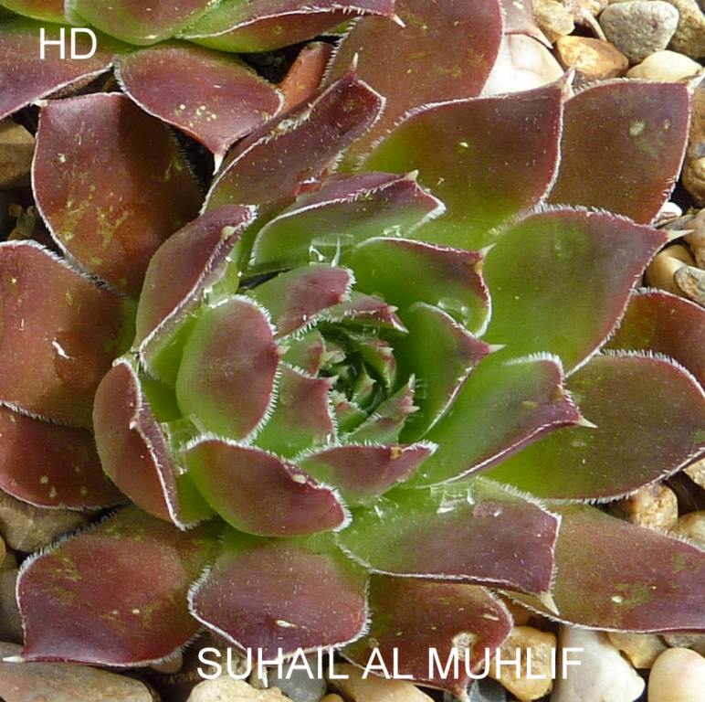 Suhail Al Muhlif / Jovi