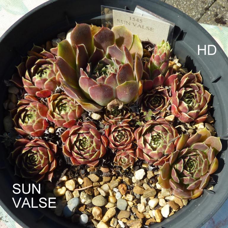 Sun Valse / Jovi