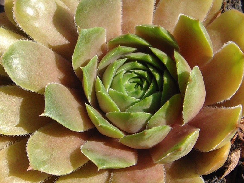 Sun Waves