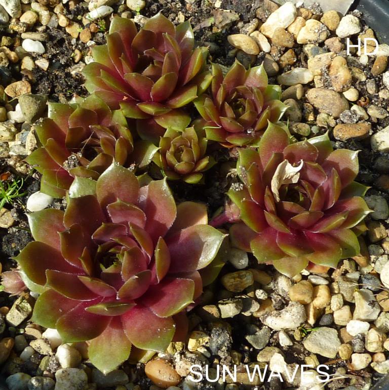 Sun Waves