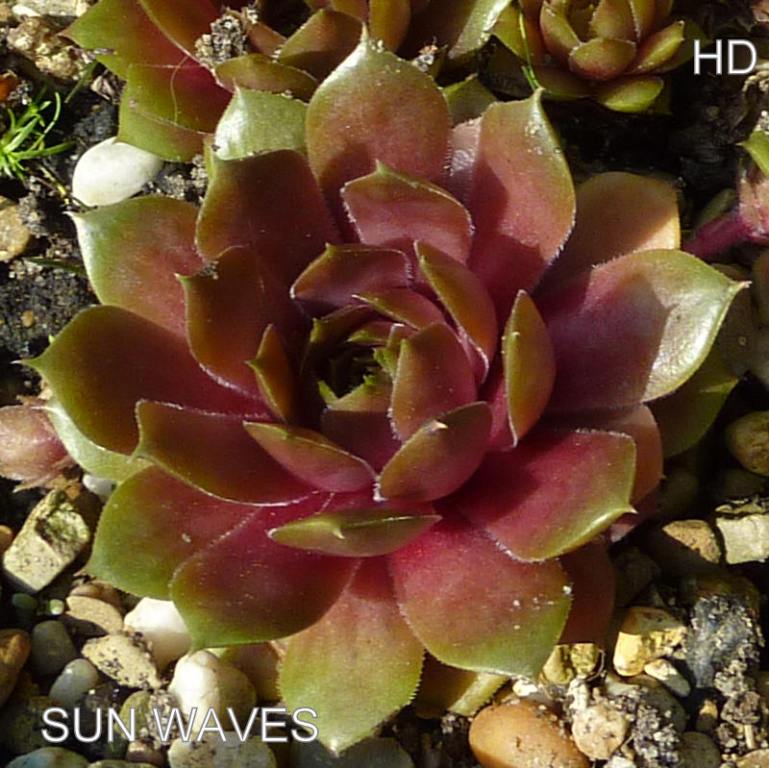 Sun Waves