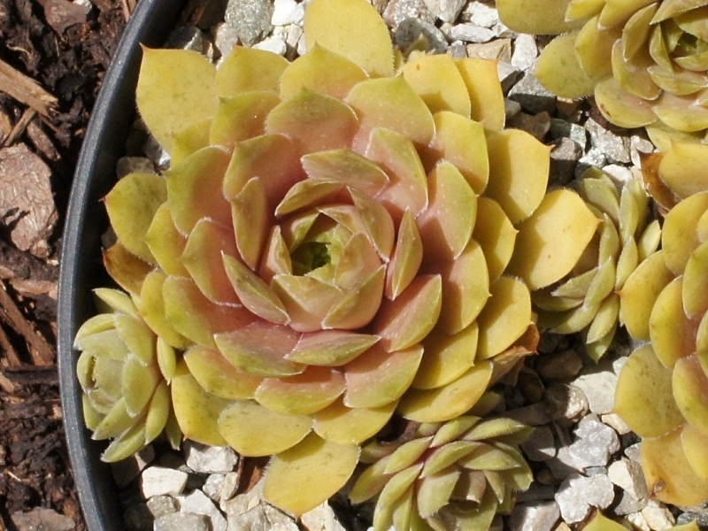 Sun Waves