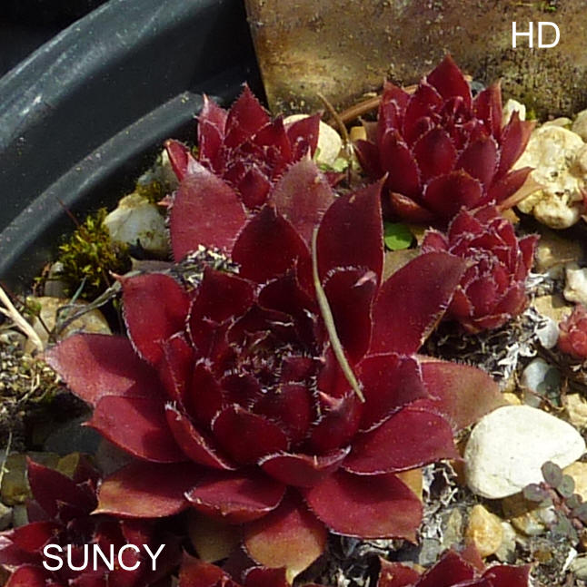 Suncy