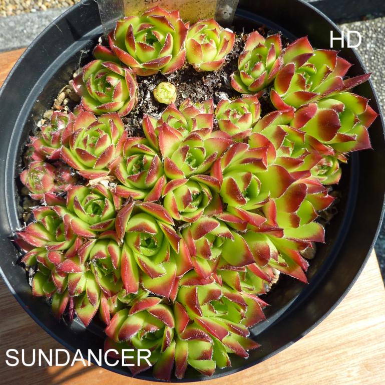 Sundancer / Jovi