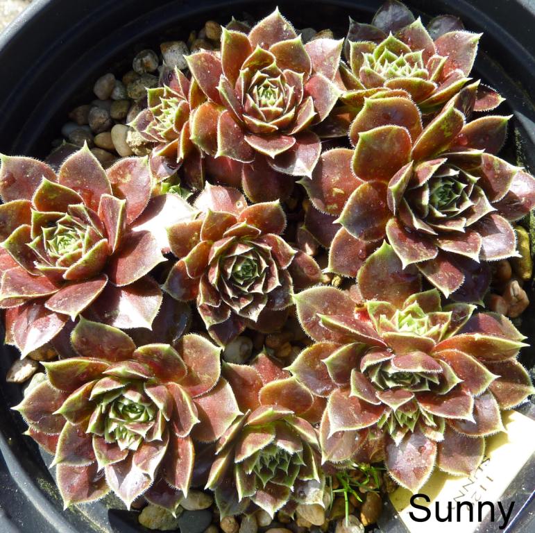 Sunny / Jovi