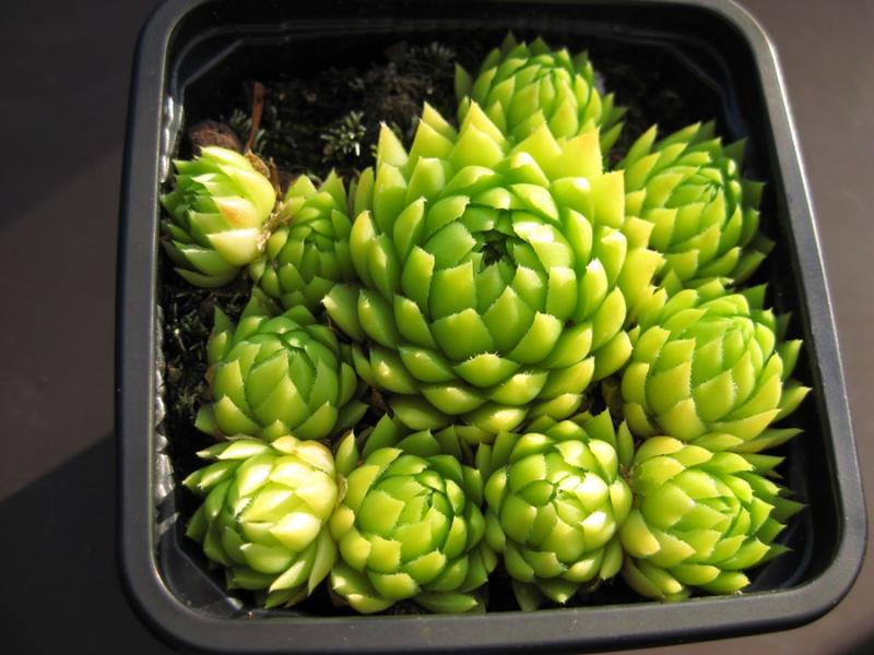 Sweet Lime Girl / Jovi