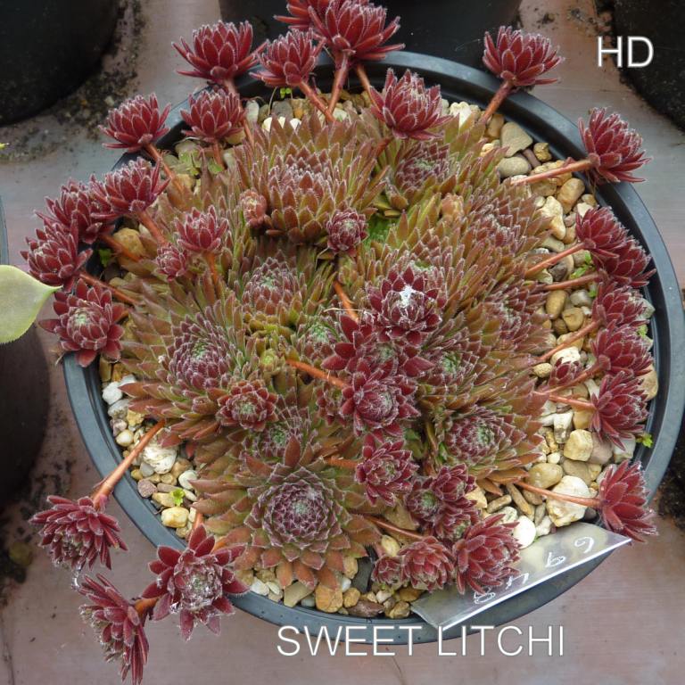 Sweet Litschi