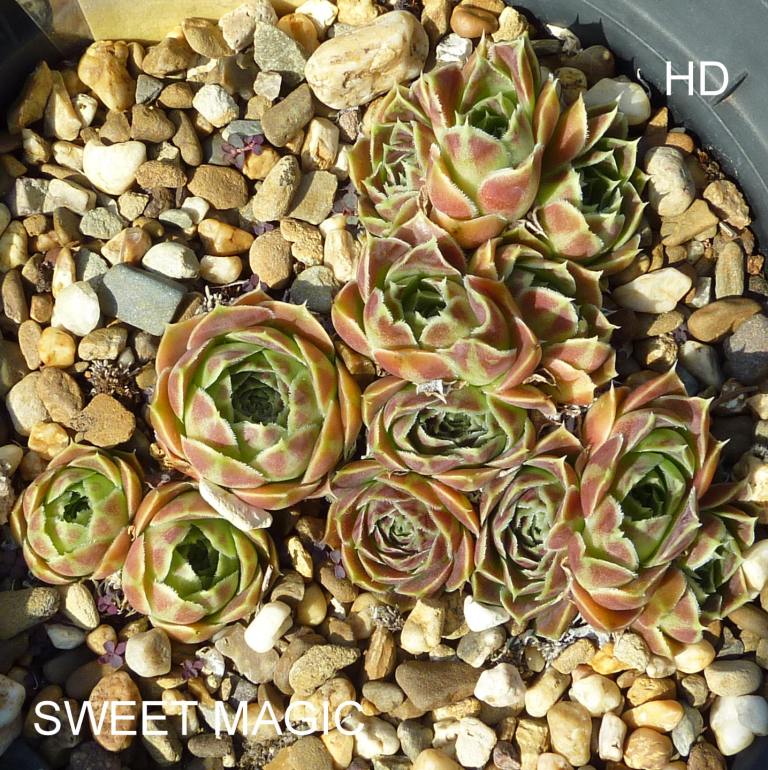 Sweet Magic / Jovi