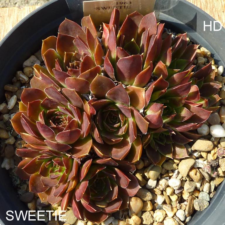 Sweetie / Jovi