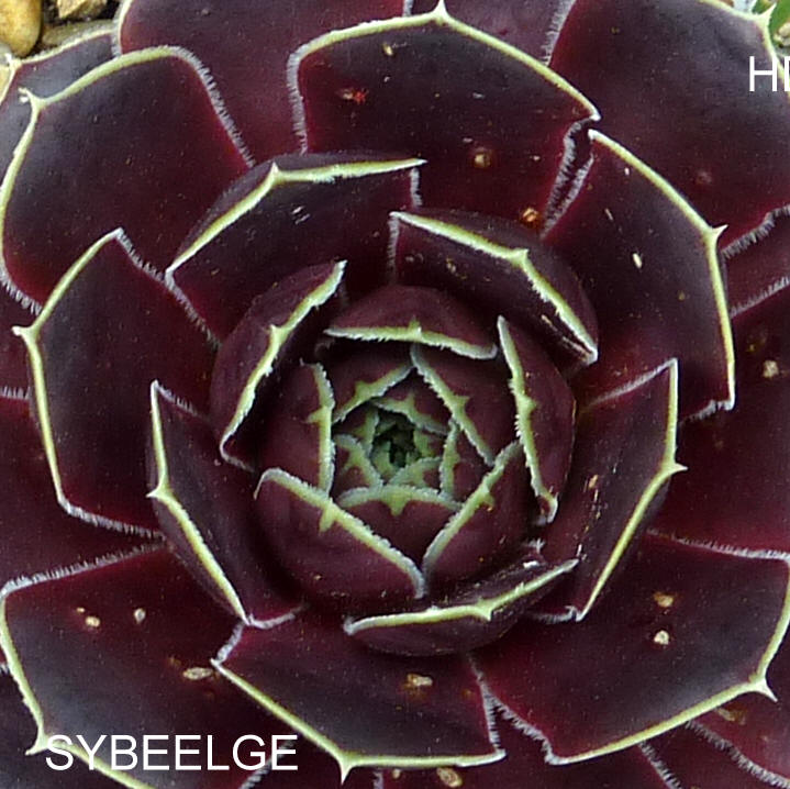 Sybeelge / Jovi