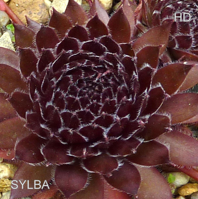 Sylba