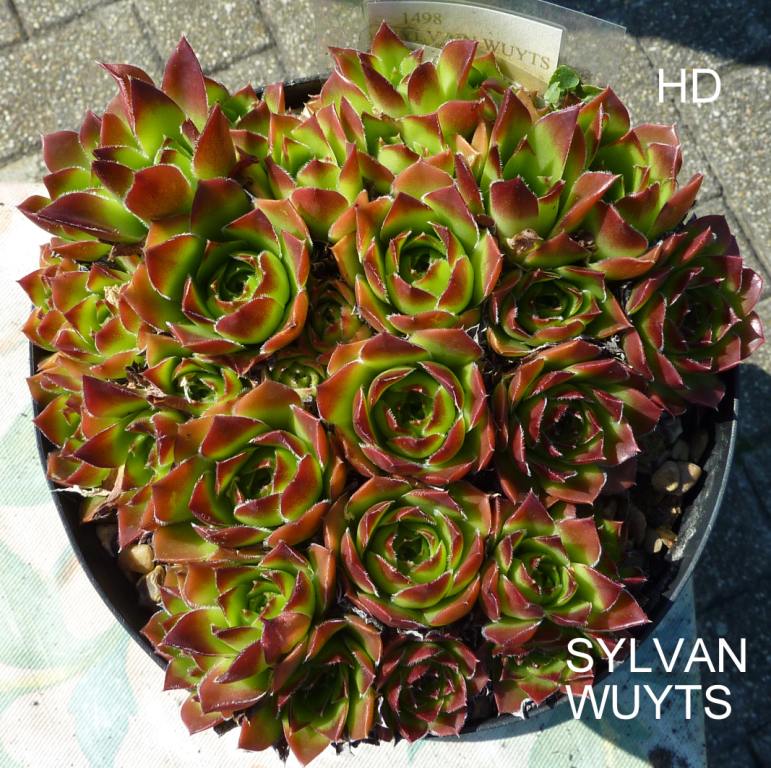 Sylvain Wuyts / Jovi