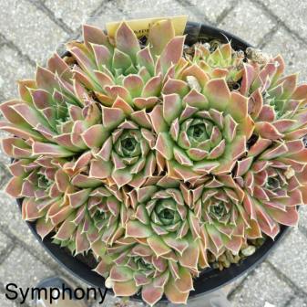 Symphony / Jovi