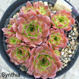 Synthia / Jovi
