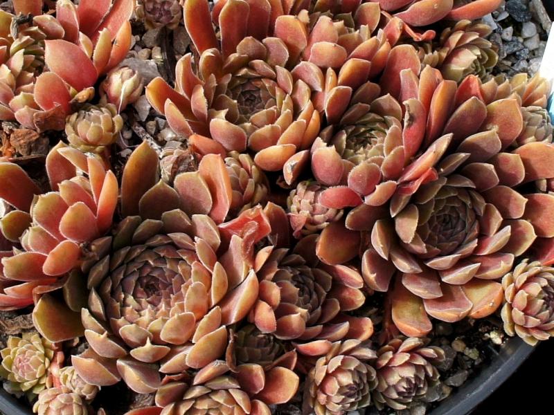 Pacific Velveteen