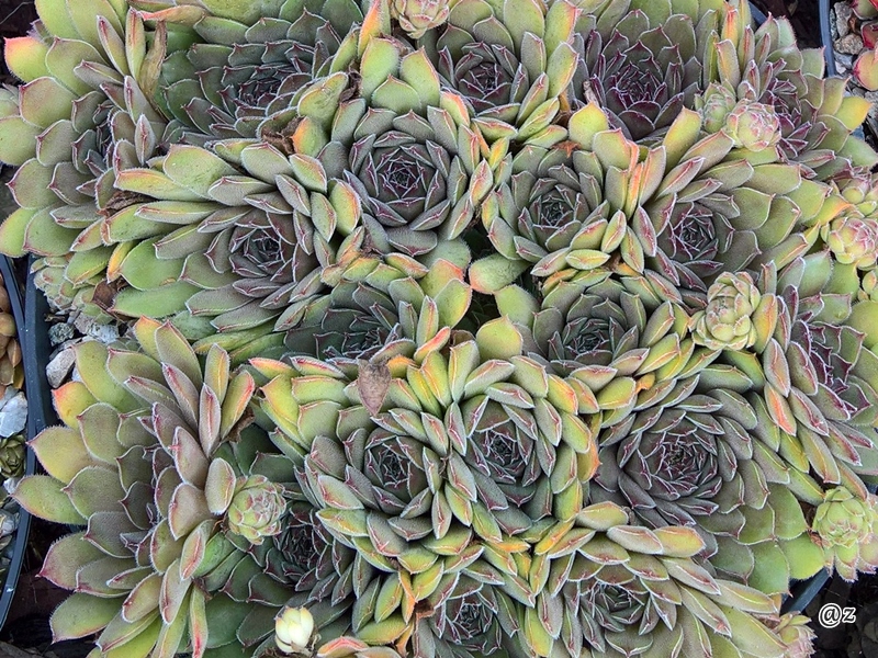 Greyolla