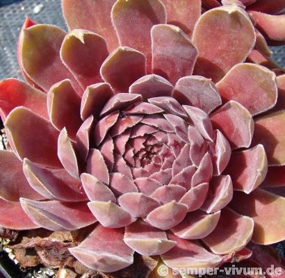 Pacific Velveteen