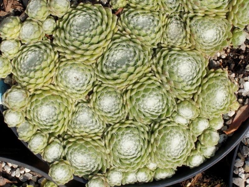 Quarkstück