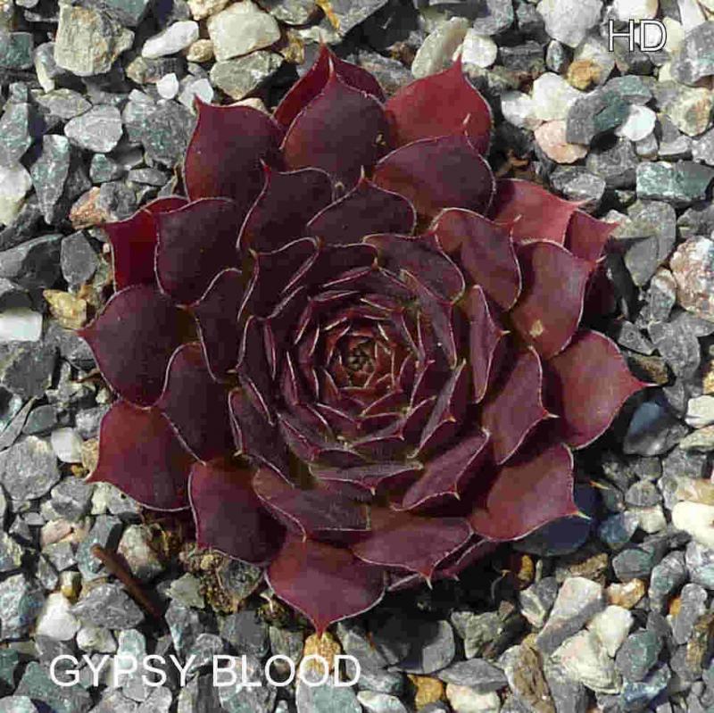 Gypsy Blood / Jovi
