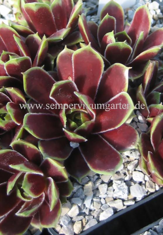 Schutz Hybrid