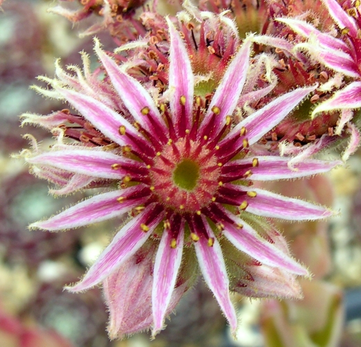 Greyolla